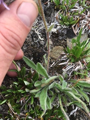 Erigeron grandiflorus
