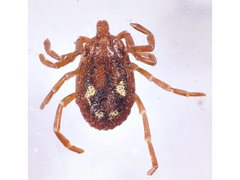 Amblyomma triguttatum