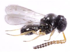 Platygastridae
