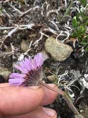 Erigeron grandiflorus