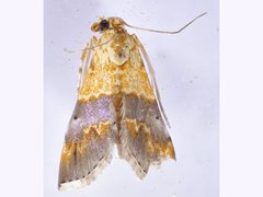 Tetracona amathealis