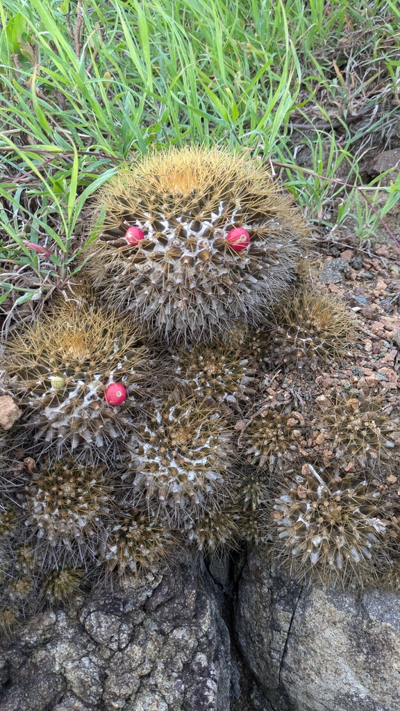Mammillaria nivosa, Punta Soldado, Culebra, Puerto Rico