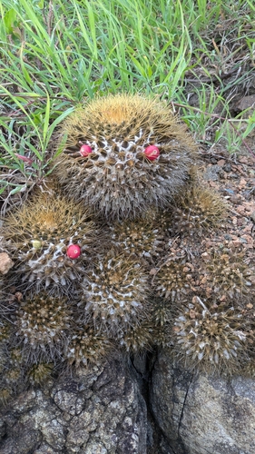 Mammillaria nivosa