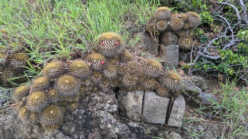 Mammillaria nivosa
