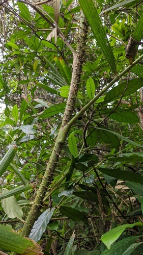Image of Calamus formosanus by (c) 許文俊, some rights reserved (CC BY-SA)