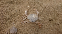 Liocarcinus