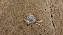 Liocarcinus