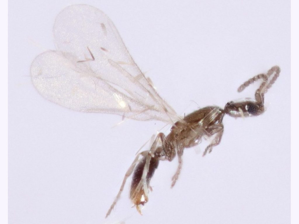 Leptanilline Ants