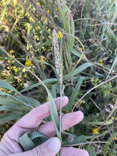 Image of Panicum amarum by (c) Sam Kieschnick, some rights reserved (CC BY)