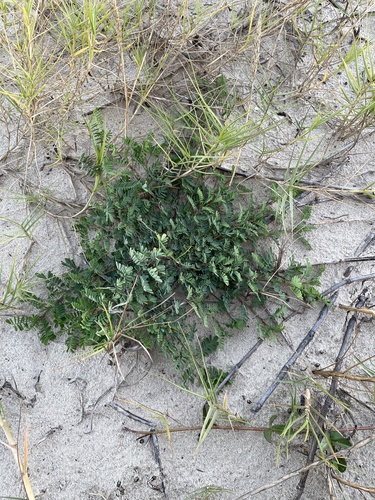 Image of Dalea emarginata by (c) Sam Kieschnick, some rights reserved (CC BY)