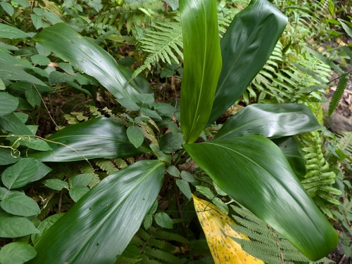 Image of Cordyline fruticosa by (c) Damien Wallace, some rights reserved (CC BY)