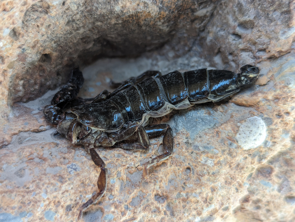 Big Bend Scorpion