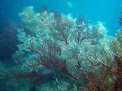 Melithaea