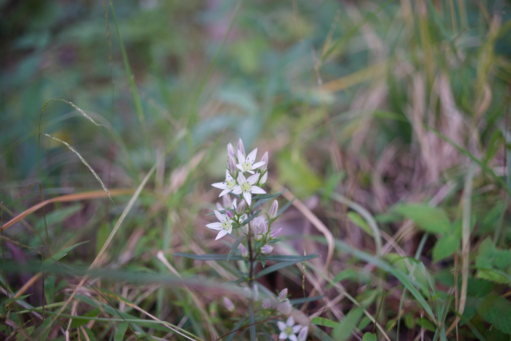 Swertia japonica; photograph author not stated, no rights reserved