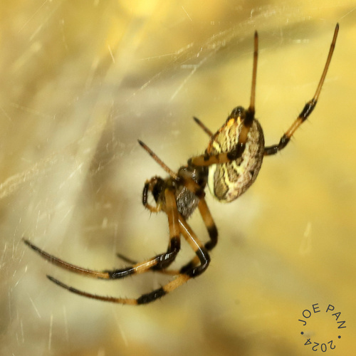 Asian Hermit Spider