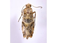 Lobesia transtrifera