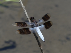 Plathemis