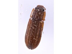 Zopheridae