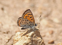 Lycaena cupreus