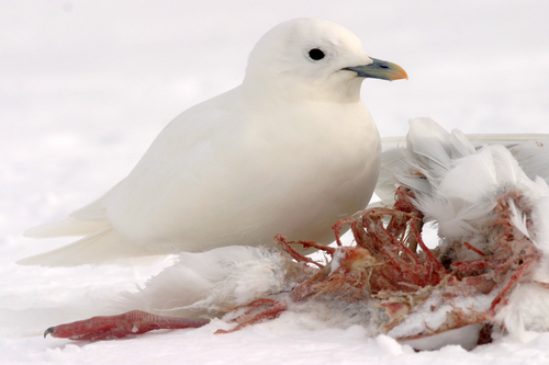 Ivory Gull｜象牙鸥 参考照片