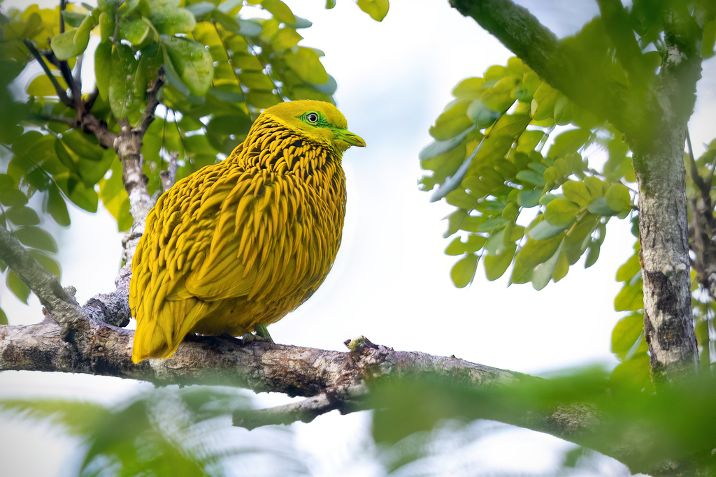 Golden Fruit Dove