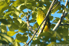 Golden Fruit Dove photo 3