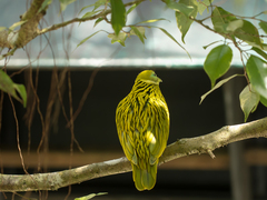 Golden Fruit Dove photo 5