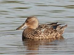 Australasian Shoveler photo 2