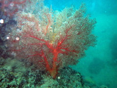 Melithaea