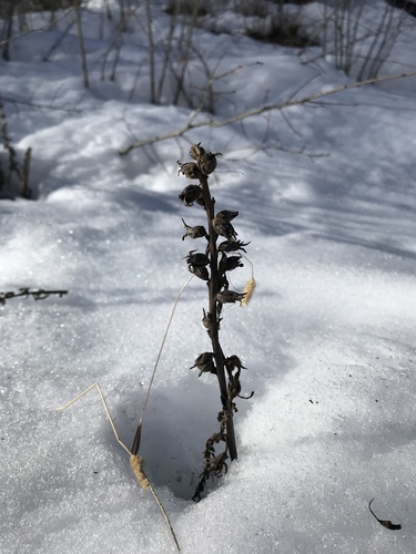 Image of Pedicularis procera by (c) Lucian Vazquez, some rights reserved (CC BY)