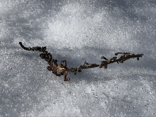 Image of Pedicularis procera by (c) Lucian Vazquez, some rights reserved (CC BY)