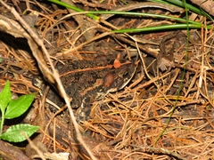 Incilius coccifer