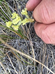 Oxytropis campestris