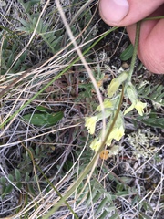 Oxytropis campestris