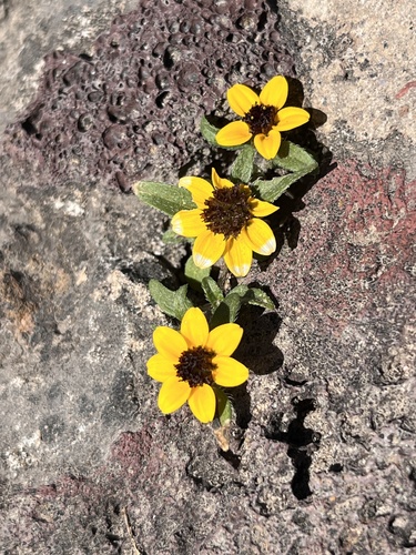 Image of Sanvitalia procumbens by (c) Mario Barroso, some rights reserved (CC BY)