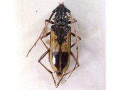 Phoracantha ancoralis