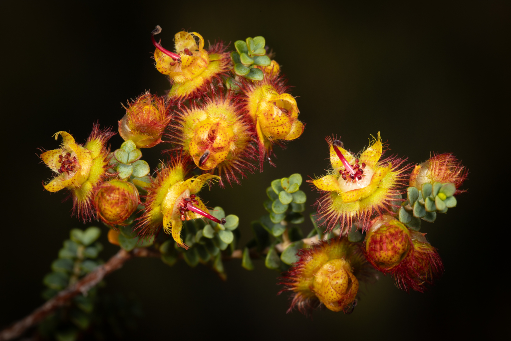 Verticordia aereiflora