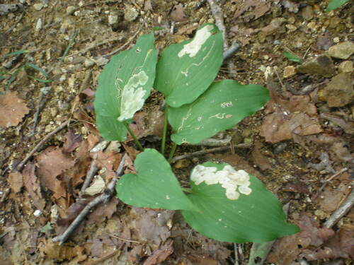 Hosta capitata iNat (2)