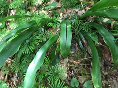 Helmitheros vermivorum