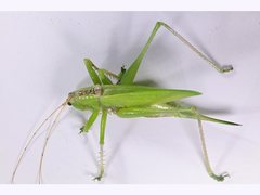 Hexacentrus mundurra