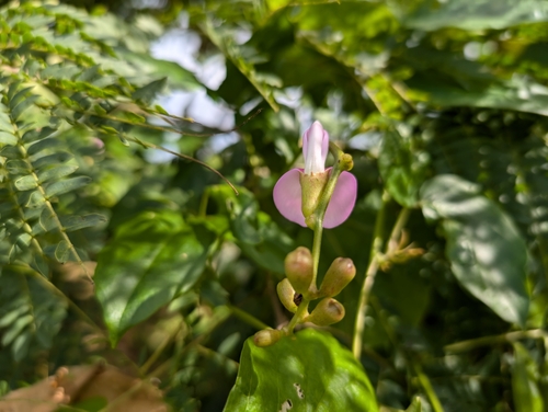 Image of Canavalia cathartica by (c) Damien Wallace, some rights reserved (CC BY)
