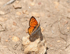 Lycaena cupreus