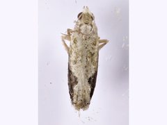 Whittenella peltosema