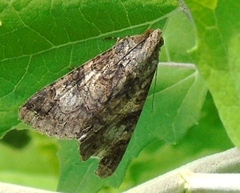 Melipotis famelica