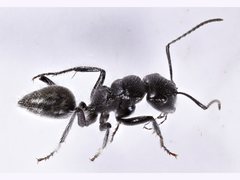 Calomyrmex