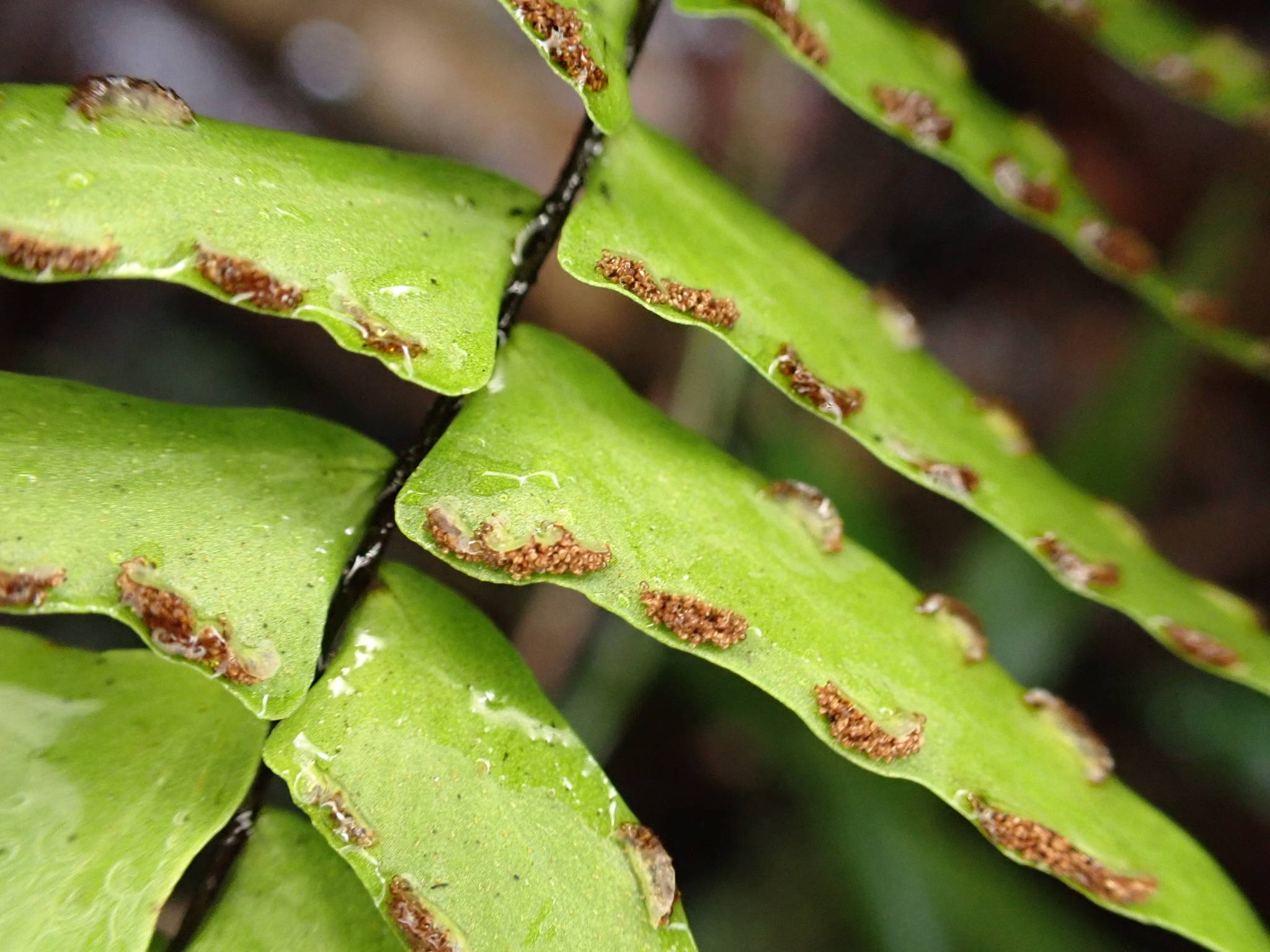 Asplenium dielerectum