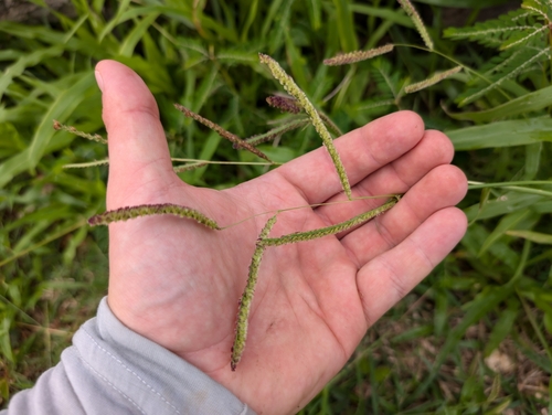 Image of Paspalum fimbriatum by (c) Damien Wallace, some rights reserved (CC BY)