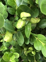 Eurytetranychus buxi