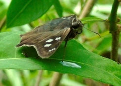 Polygonus leo arizonensis