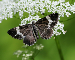 Rheumaptera hastata